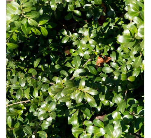 Падуб городчатый Грин Хедж  (Green Hedge) С2